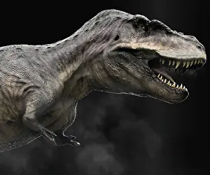 Talon: Tarbosaurus dinosaur, profile view