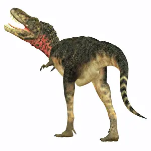 Tarbosaurus: Tarbosaurus dinosaur, rear view