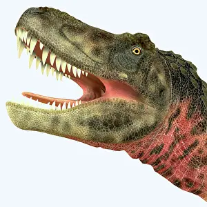 Tarbosaurus: Tarbosaurus dinosaur roaring