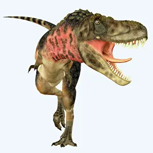 Tarbosaurus: Tarbosaurus dinosaur roaring, front view