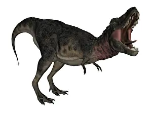 Tarbosaurus: Tarbosaurus dinosaur roaring, white background