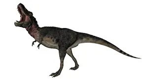 Tarbosaurus: Tarbosaurus dinosaur roaring, white background