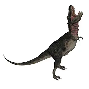 Tarbosaurus: Tarbosaurus dinosaur roaring, white background