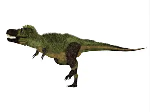Maastrichtian: Tarbosaurus dinosaur, side view on white background