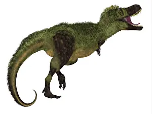 Maastrichtian: Tarbosaurus dinosaur, side view on white background