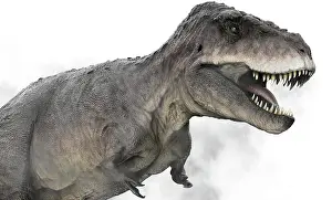 Talon: Tarbosaurus dinosaur on white background