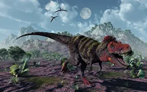 Tarbosaurus: A Tarbosaurus dinosaurs hunting for food