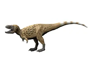 Markings: Tarbosaurus is a theropod dinosaur from the Late Cretaceous
