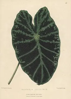 Kings Road: Taro, Colocasia esculenta