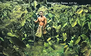 Staple: Taro Plantation - Samoa - Pacific Ocean