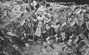 Staple: Taro Plantation - Samoa - Pacific Ocean