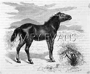 Tartary: TARPAN / KRETSCHMER