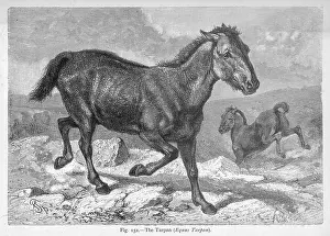 Tartary: TARPAN / UNKNOWN SOURCE