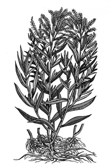 Horticultural: Tarragon, Perennial Herb