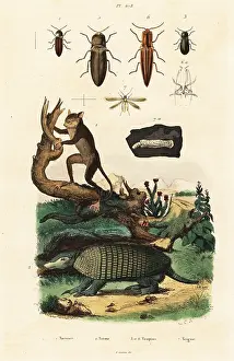 Tarsier: Tarsier, armadillo and beetles