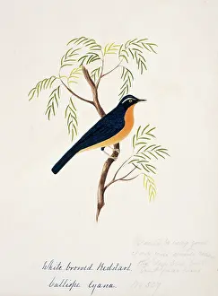Scrub: Tarsiger indicus, white-browed scrub-robin