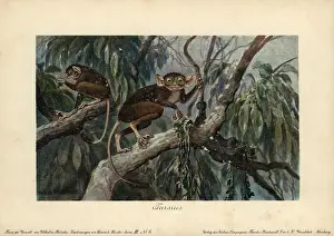 Traced: Tarsius, haplorrhine primate genus that can
