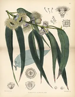 Eucalyptus: Tasmanian blue gum tree, Eucalyptus globulus
