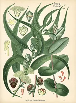 Eucalyptus: Tasmanian blue gum tree, Eucalyptus globulus