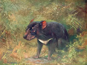 Tasmania: TASMANIAN DEVIL 1909