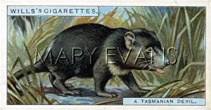 Sarcophilus: TASMANIAN DEVIL 1926