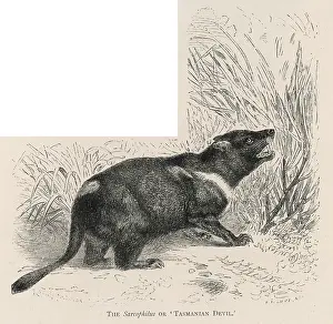 Loud: TASMANIAN DEVIL - 2