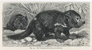 Loud: TASMANIAN DEVIL