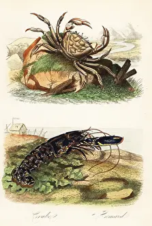 Achille Comte: Tasmanian giant crab, Pseudocarcinus gigas, and