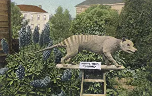 Stuffed: Tasmanian Tiger on display, Australia