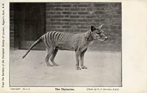 Taxidermy: Tasmanian Tiger or Thylacine