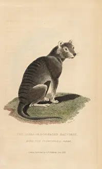 Tasmanian: Tasmanian wolf, Thylacinus cynocephalus. Extinct