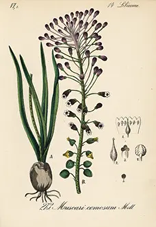 Muscari: Tassel hyacinth, Leopoldia comosa