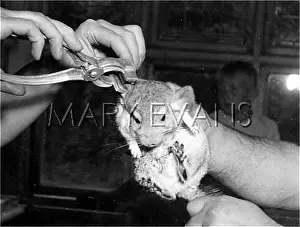 Chinchillas: TATTOOING A CHINCILLA