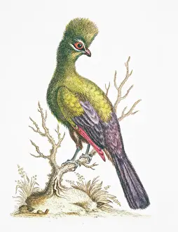 Tauraco: Tauraco persa, green turaco