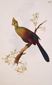 Elphick: Tauraco persa, green turaco