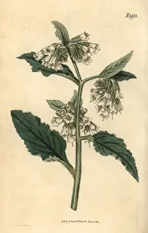 Comfrey: Taurian comfrey, Symphytum tauricum