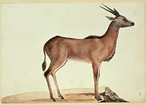 Oryx: Taurotragus oryx, eland