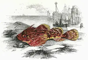 Scorpion: Taurulus Bubalis, or Longspined Bullhead
