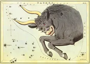 Tarot: Taurus, the Bull