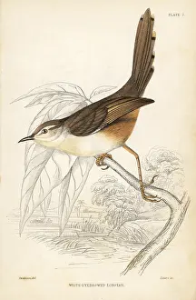 Swainson: Tawny-flanked prinia, Prinia subflava