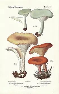 Bessin: Tawny funnel cap and aniseed toadstool