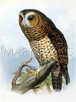 Respectfully: TAWNY OWL (1862)