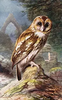 The J Salmon Image Archive (grenville): Tawny Owl