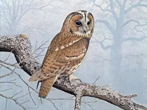 Turvey: Tawny Owl