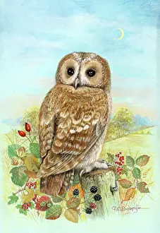 Babington: Tawny owl with autumn berries