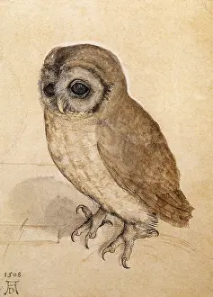 1508: Tawny Owl, after Durer