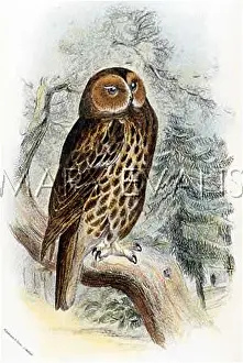 Strix: TAWNY OWL (SHARPE)