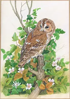 Rogerson: Tawny Owl sitting in a tree