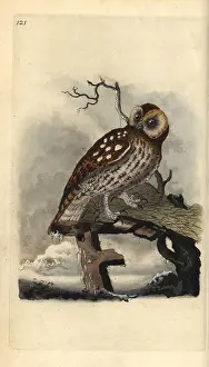 Tawny: Tawny owl, Strix aluco