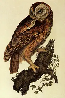 Stares: Tawny Owl, Strix aluco